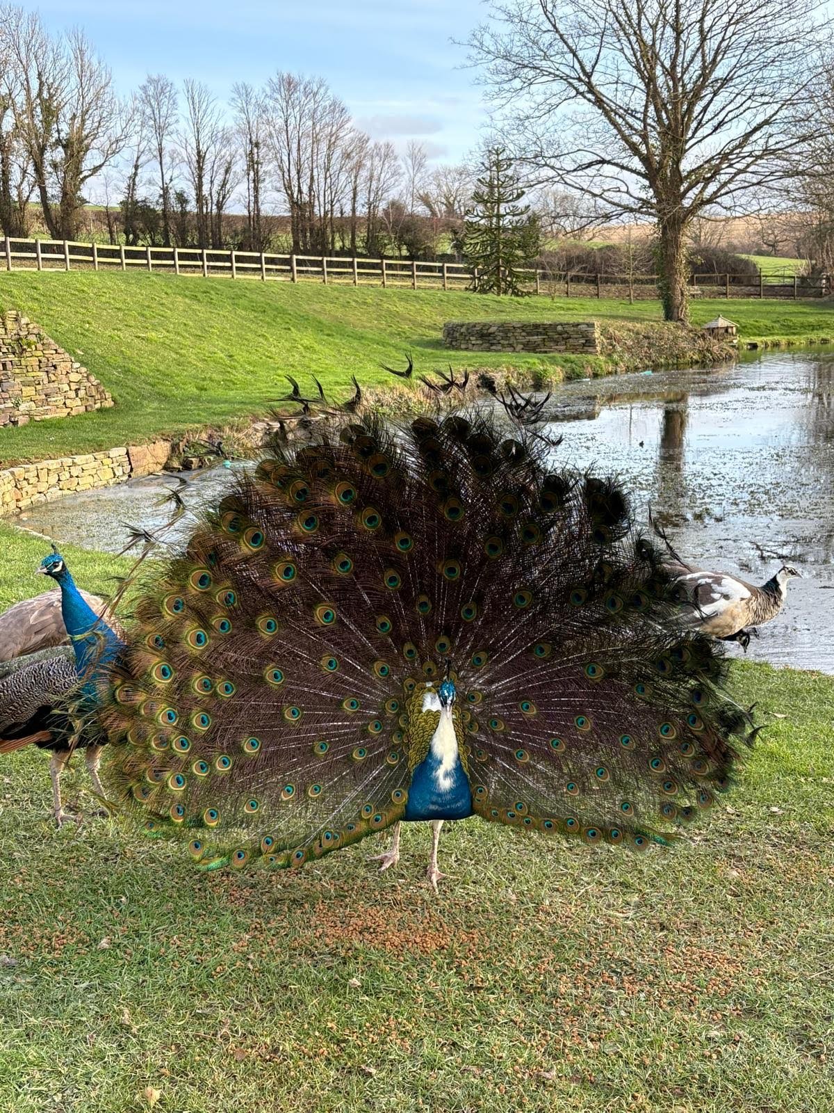 Firle Health Tregarden